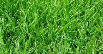 Lawn, Plant and Tree Fertilizing Services