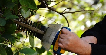 Shrub & Tree Trimming Service
